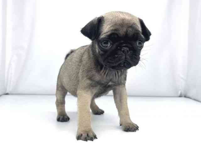 兵庫県のパグ (ひごペットフレンドリーイオンタウン加古川店/2025年11月24日生まれ/女の子/フォーン)の子犬の2枚目の画像