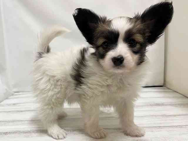 和歌山県のパピヨン (ひごペットフレンドリーパームシティ和歌山店/2025年11月25日生まれ/女の子/ホワイトブラウン)の子犬の2枚目の画像