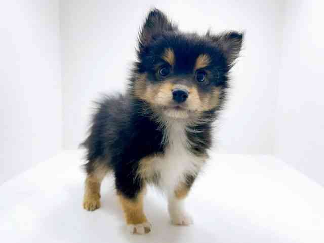 広島県のハーフ犬・ミックス犬 (ひごペットフレンドリーフジグラン神辺店/2025年11月25日生まれ/男の子/ブラックタンホワイト)の子犬の2枚目の画像