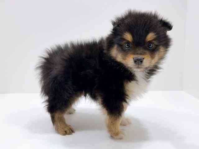 広島県のハーフ犬・ミックス犬 (ひごペットフレンドリーフジグラン神辺店/2025年11月25日生まれ/男の子/ブラックタンホワイト)の子犬の2枚目の画像