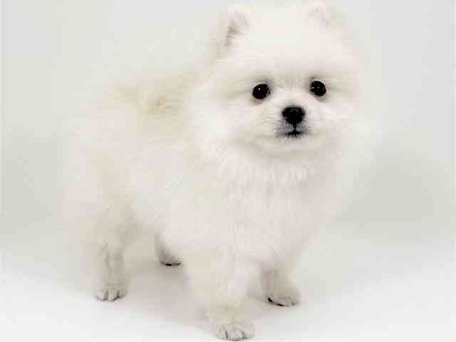 京都府のポメラニアン (ひごペットフレンドリーイズミヤショッピングセンター八幡店/2025年11月24日生まれ/男の子/クリーム)の子犬の2枚目の画像