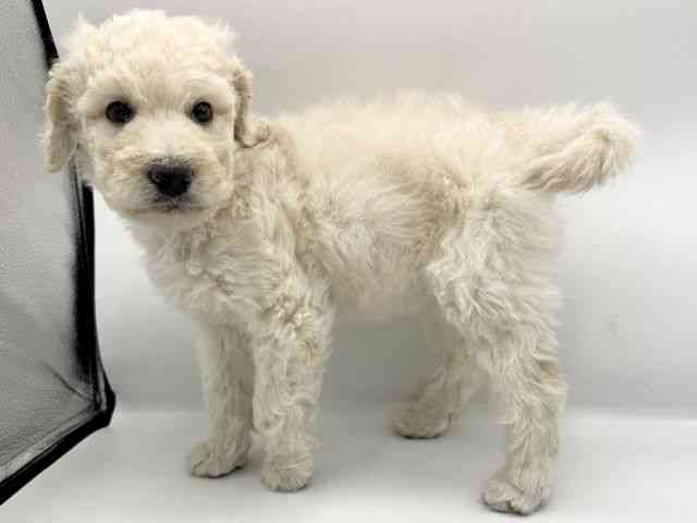 大阪府のゴールデンドゥードゥル(ゴールデン×プードル) (ひごペットフレンドリーららぽーとEXPOCITY店/2025年11月24日生まれ/女の子/クリーム)の子犬の2枚目の画像