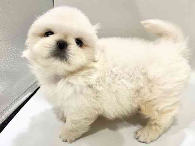 大阪府のペキマル/マルペキ(ペキニーズ×マルチーズ) (ひごペットフレンドリーイオンタウン豊中庄内店/2025年11月22日生まれ/男の子/ホワイトクリーム)の子犬の2枚目の画像