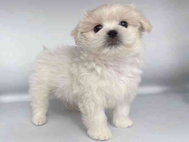 大阪府のペキマル/マルペキ(ペキニーズ×マルチーズ) (ひごペットフレンドリー岸和田店/2025年11月22日生まれ/男の子/ホワイトクリーム)の子犬の2枚目の画像