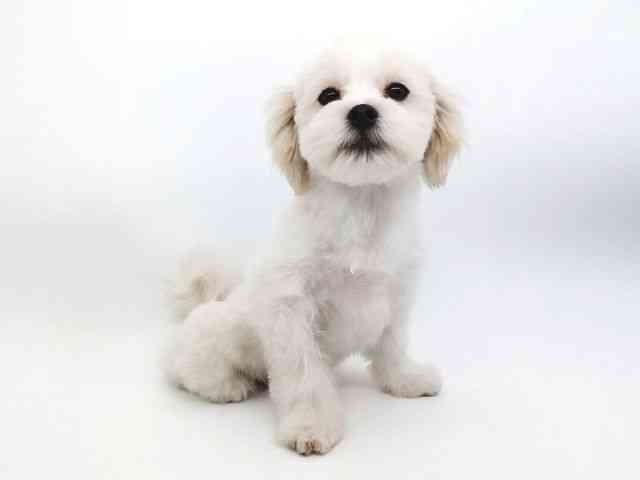 大阪府のペキマル/マルペキ(ペキニーズ×マルチーズ) (ひごペットフレンドリーイトーヨーカドー津久野店/2025年11月22日生まれ/男の子/ホワイトクリーム)の子犬の2枚目の画像