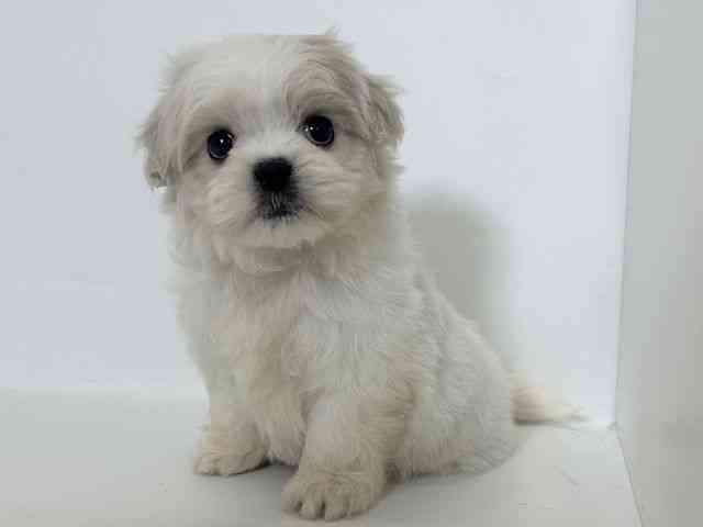 大阪府のペキマル/マルペキ(ペキニーズ×マルチーズ) (ひごペットフレンドリーアクロスプラザ住之江店/2025年11月22日生まれ/女の子/ホワイトクリーム)の子犬の2枚目の画像