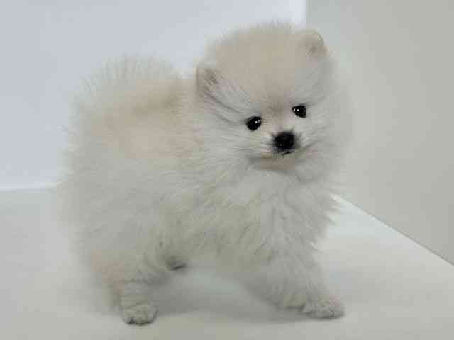 大阪府のポメラニアン (ひごペットフレンドリーアクロスプラザ住之江店/2025年11月25日生まれ/男の子/ホワイト)の子犬の2枚目の画像