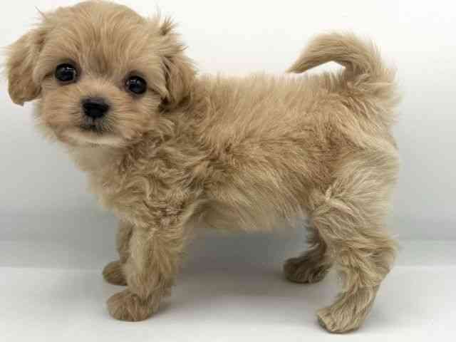 大阪府のチワプー/プーチー(チワワ×プードル) (ひごペットフレンドリーららぽーとEXPOCITY店/2025年11月25日生まれ/男の子/アプリコット)の子犬の2枚目の画像