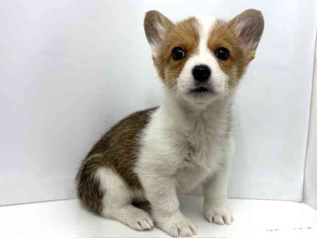 大阪府のウェルシュコーギーペンブローク (ひごペットフレンドリーベルファⅡ都島店/2025年11月24日生まれ/女の子/セーブルホワイト)の子犬の2枚目の画像