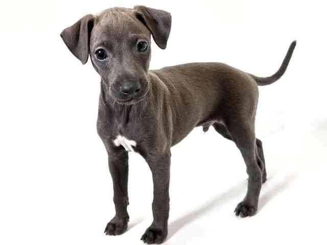 大阪府のイタリアングレーハウンド (ひごペットフレンドリーアクロスプラザ住之江店/2025年11月20日生まれ/男の子/ブルーホワイト)の子犬の2枚目の画像