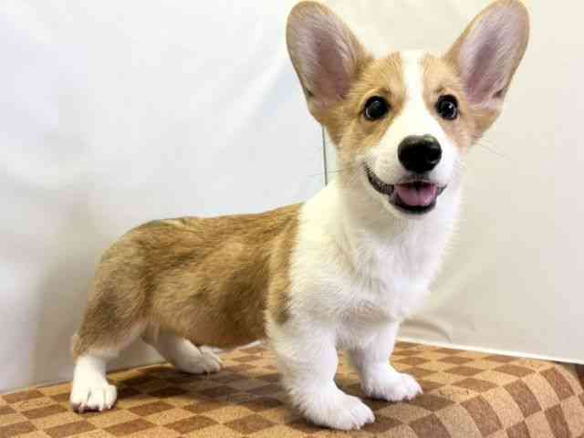 愛媛県のウェルシュコーギーペンブローク (ひごペットフレンドリーエミフルMASAKI店/2025年11月24日生まれ/男の子/セーブルホワイト)の子犬の2枚目の画像