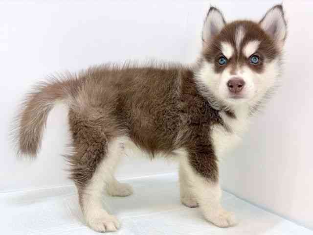 愛知県のシベリアンハスキー (ひごペットフレンドリーイトーヨーカドー知多店/2025年11月3日生まれ/男の子/チョコレートホワイト)の子犬の2枚目の画像