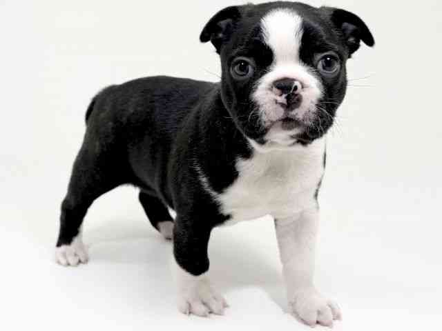 京都府のボストンテリア (ひごペットフレンドリーイズミヤショッピングセンター八幡店/2025年11月25日生まれ/男の子/ボストンカラー)の子犬の2枚目の画像