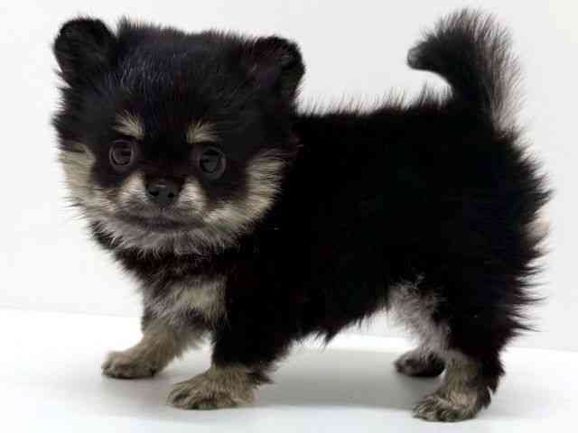 大阪府のポメチワ/チワポメ/ポメチー(ポメラニアン×チワワ) (ひごペットフレンドリーくずはモール店/2025年11月26日生まれ/女の子/ブラックタンホワイト)の子犬の2枚目の画像