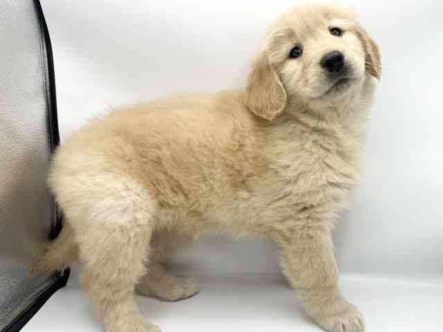 大阪府のゴールデンレトリバー (ひごペットフレンドリーららぽーとEXPOCITY店/2025年11月26日生まれ/女の子/ゴールデン)の子犬の2枚目の画像