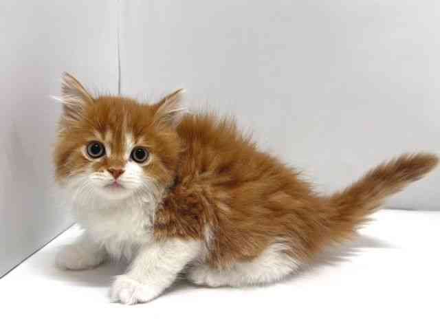 奈良県のスコティッシュフォールド (ひごペットフレンドリー奈良パワーシティ店/2025年11月26日生まれ/男の子/レッドタビーホワイト)の子猫の2枚目の画像