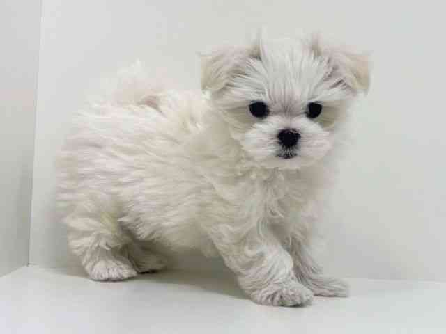 福岡県のマルチーズ (ひごペットフレンドリーリバーウォーク北九州店/2025年11月26日生まれ/女の子/ホワイト)の子犬の2枚目の画像