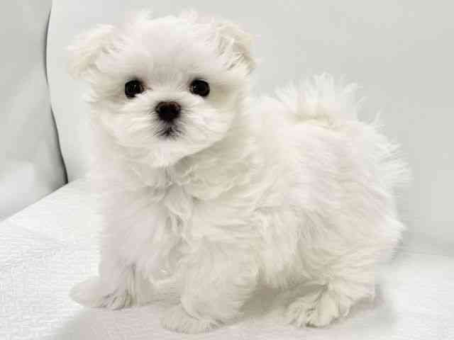 高知県のマルチーズ (ひごペットフレンドリーイオンモール高知店/2025年11月26日生まれ/男の子/ホワイト)の子犬の2枚目の画像