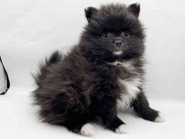 奈良県のポメラニアン (ひごペットフレンドリートナリエ大和高田店/2025年11月25日生まれ/女の子/ブラックホワイト)の子犬の2枚目の画像