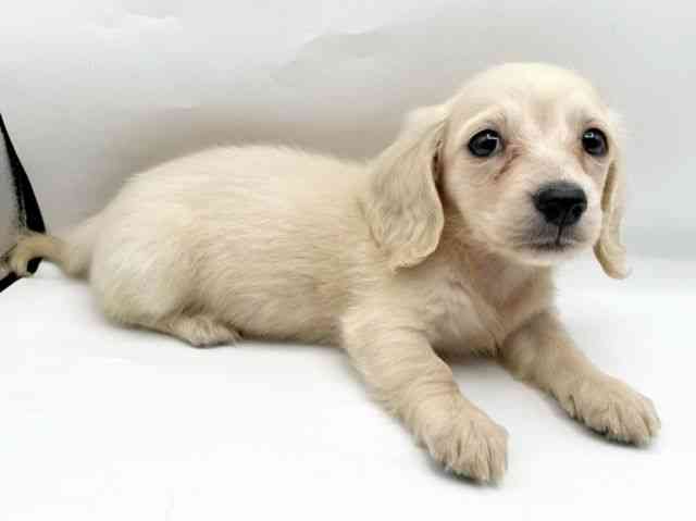 奈良県のミニチュアダックスフンド(ロング) (ひごペットフレンドリートナリエ大和高田店/2025年11月26日生まれ/女の子/イエロー)の子犬の2枚目の画像