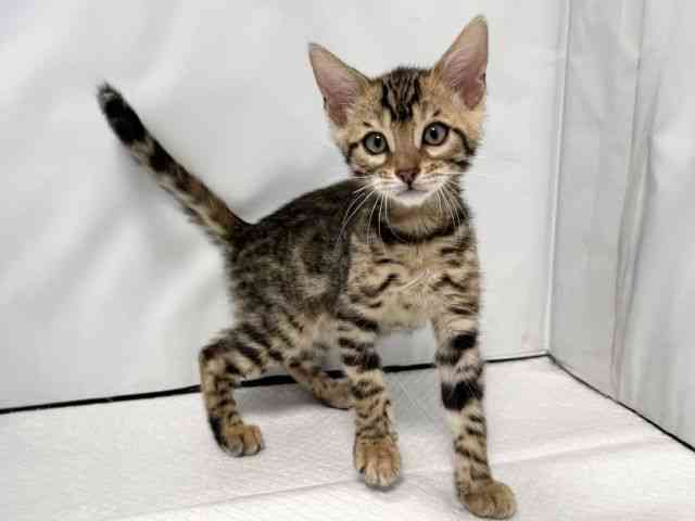 大阪府のベンガル (ひごペットフレンドリー堺プラットプラット店/2025年11月25日生まれ/男の子/ブラウンスポットタビー)の子猫の2枚目の画像