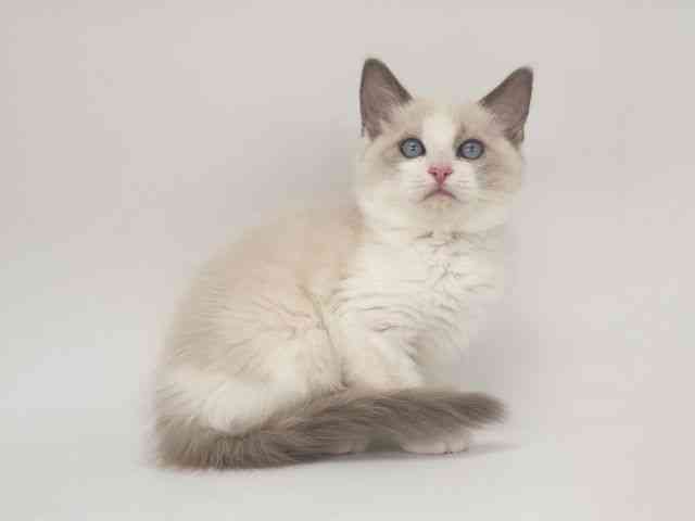 大阪府のラグドール (ひごペットフレンドリー泉ヶ丘店/2025年11月12日生まれ/男の子/ブルーポイントバイカラー)の子猫の2枚目の画像