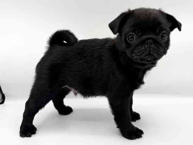 大阪府のパグ (ひごペットフレンドリーららぽーとEXPOCITY店/2025年11月27日生まれ/男の子/ブラック)の子犬の2枚目の画像