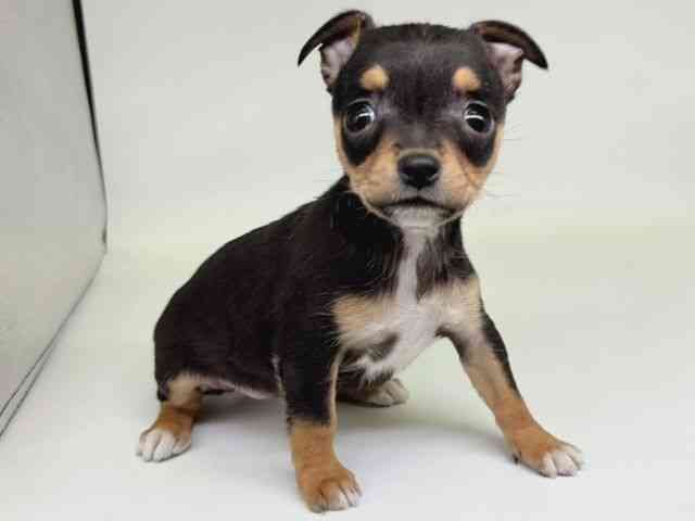 大阪府のチワピン(チワワ×ミニチュアピンシャー) (ひごペットフレンドリー瓜破店/2025年11月25日生まれ/女の子/ブラックタン)の子犬の2枚目の画像