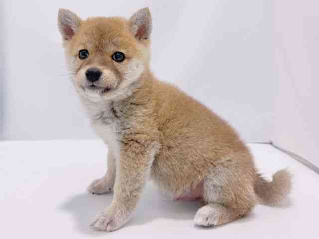 大阪府の柴犬(標準サイズ) (ひごペットフレンドリーイズミヤショッピングセンター千里丘店/2025年11月26日生まれ/男の子/赤)の子犬の2枚目の画像