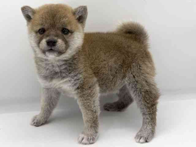 大阪府の柴犬(標準サイズ) (ひごペットフレンドリーららぽーとEXPOCITY店/2025年11月26日生まれ/男の子/赤)の子犬の2枚目の画像