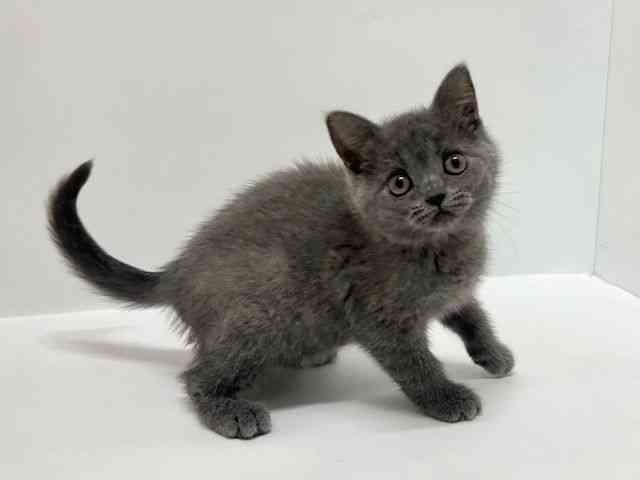 大阪府のブリティッシュショートヘアー (ひごペットフレンドリーアクロスプラザ住之江店/2025年11月26日生まれ/女の子/ブルー)の子猫の2枚目の画像