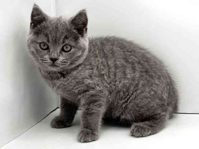 兵庫県のブリティッシュショートヘアー (ひごペットフレンドリークラウンパーク伊丹店/2025年11月26日生まれ/女の子/ブルー)の子猫の2枚目の画像