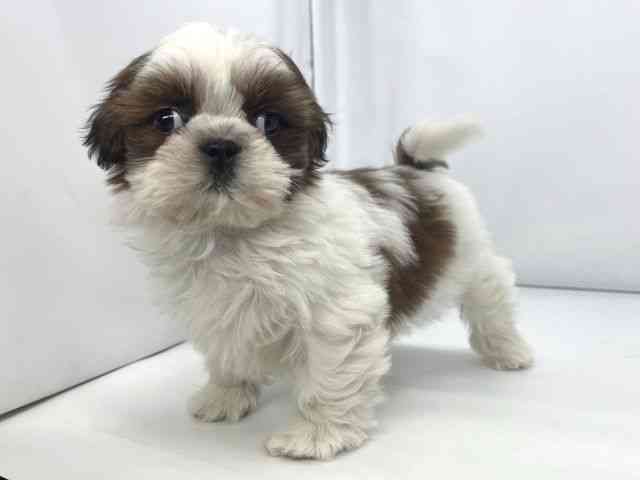 兵庫県のシーズー (ひごペットフレンドリーイオンタウン加古川店/2025年11月25日生まれ/男の子/ゴールドホワイト)の子犬の2枚目の画像