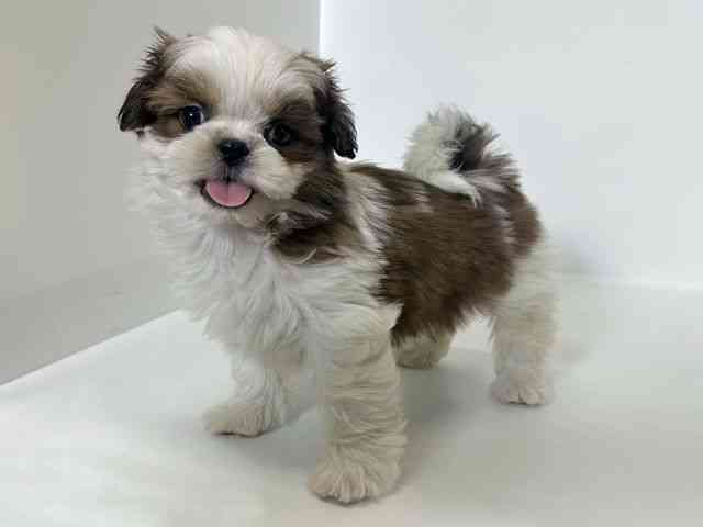 大阪府のシーズー (ひごペットフレンドリーアクロスプラザ住之江店/2025年11月25日生まれ/男の子/ゴールドホワイト)の子犬の2枚目の画像