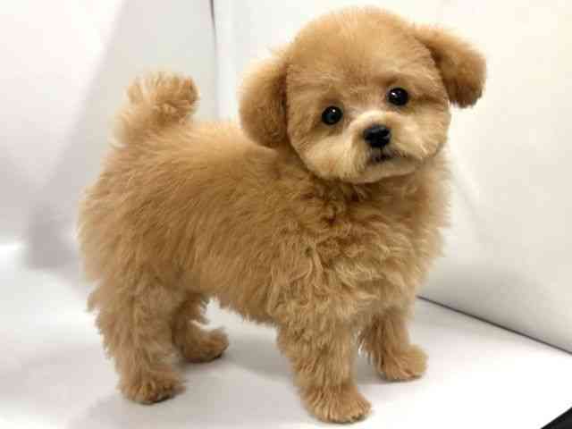 京都府のトイプードル(トイ) (ひごペットフレンドリー京都店/2025年11月26日生まれ/女の子/オレンジフォーン)の子犬の2枚目の画像