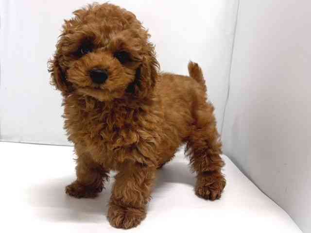 奈良県のトイプードル(トイ) (ひごペットフレンドリー奈良パワーシティ店/2025年11月26日生まれ/女の子/レッドフォーン)の子犬の2枚目の画像