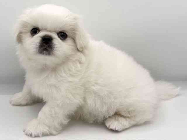 大阪府のペキニーズ (ひごペットフレンドリーららぽーとEXPOCITY店/2025年11月26日生まれ/男の子/ホワイト)の子犬の2枚目の画像