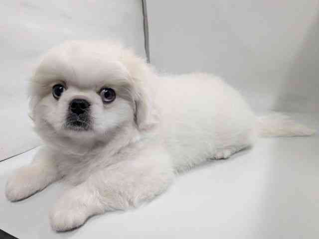 京都府のペキニーズ (ひごペットフレンドリー京都店/2025年11月26日生まれ/男の子/ホワイト)の子犬の2枚目の画像
