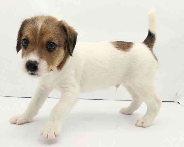 兵庫県のジャックラッセルテリア (ひごペットフレンドリークラウンパーク伊丹店/2025年11月15日生まれ/男の子/ホワイトタン)の子犬の2枚目の画像