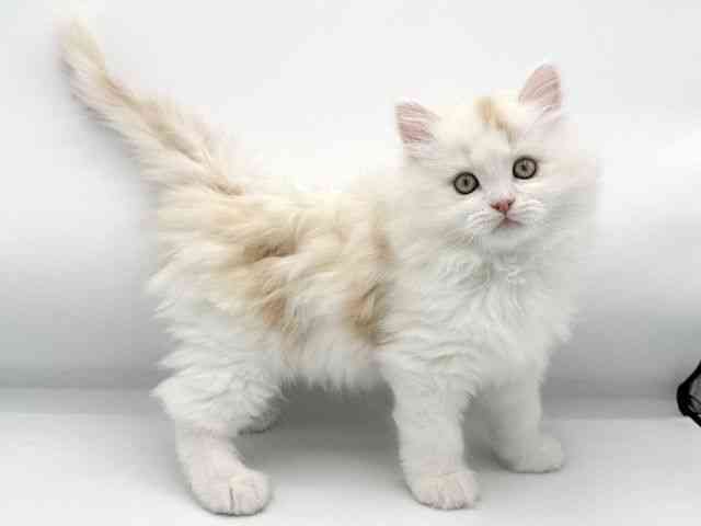 大阪府のサイベリアン (ひごペットフレンドリーららぽーとEXPOCITY店/2025年11月25日生まれ/男の子/シェルカメオ)の子猫の2枚目の画像
