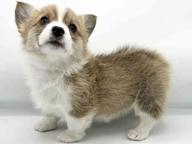 大阪府のウェルシュコーギーペンブローク (ひごペットフレンドリーららぽーとEXPOCITY店/2025年11月27日生まれ/女の子/レッドホワイト)の子犬の2枚目の画像