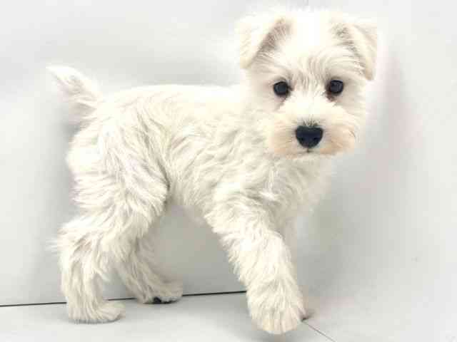 兵庫県のミニチュアシュナウザー (ひごペットフレンドリークラウンパーク伊丹店/2025年11月29日生まれ/男の子/ホワイト)の子犬の2枚目の画像