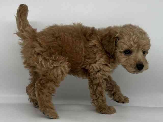 徳島県のトイプードル(トイ) (ひごペットフレンドリーゆめタウン徳島店/2025年11月29日生まれ/男の子/レッド)の子犬の2枚目の画像