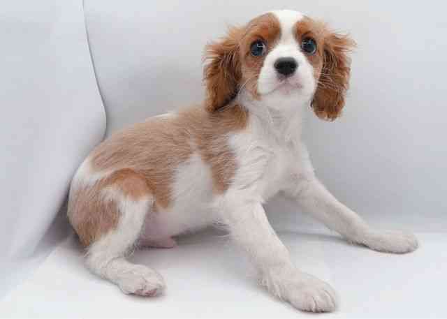 島根県のキャバリアキングチャールズスパニエル (ひごペットフレンドリーイオン松江ショッピングセンター店/2025年11月29日生まれ/男の子/ブレンハイム)の子犬の2枚目の画像