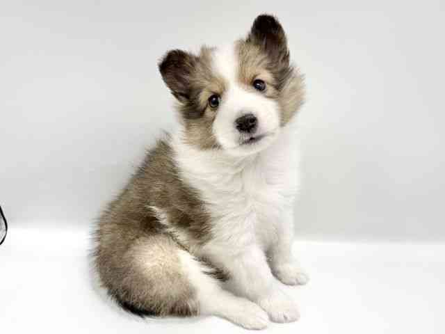 大阪府のシェットランドシープドッグ (ひごペットフレンドリーイオンタウン豊中庄内店/2025年11月28日生まれ/男の子/セーブルホワイト)の子犬の2枚目の画像