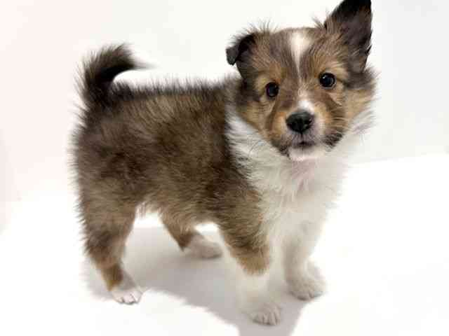 大阪府のシェットランドシープドッグ (ひごペットフレンドリーイオン高槻店/2025年11月28日生まれ/女の子/セーブルホワイト)の子犬の2枚目の画像