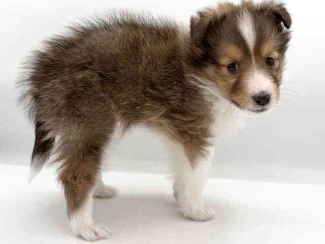 大阪府のシェットランドシープドッグ (ひごペットフレンドリーイオンそよら海老江店/2025年11月27日生まれ/男の子/セーブルホワイト)の子犬の2枚目の画像