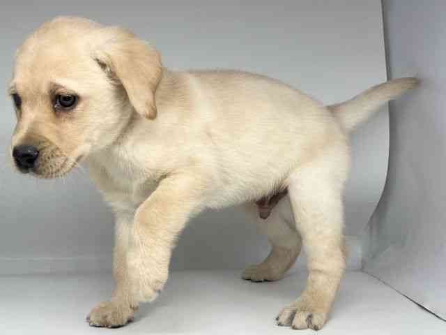 徳島県のラブラドールレトリーバー (ひごペットフレンドリーゆめタウン徳島店/2025年11月29日生まれ/男の子/イエロー)の子犬の2枚目の画像