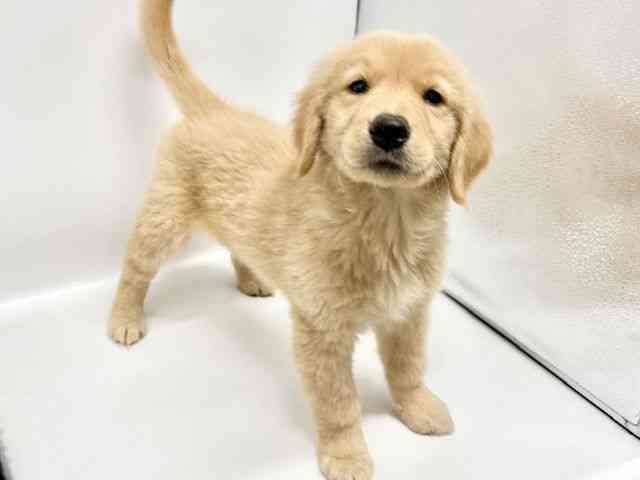 大阪府のゴールデンレトリバー (ひごペットフレンドリーイオンタウン豊中庄内店/2025年11月28日生まれ/女の子/ゴールデン)の子犬の2枚目の画像
