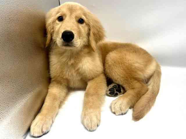 大阪府のゴールデンレトリバー (ひごペットフレンドリーイオンタウン豊中庄内店/2025年11月28日生まれ/女の子/ゴールデン)の子犬の2枚目の画像